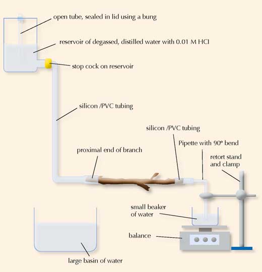 Erobring Bliver værre indad How water travels up trees – Science in School