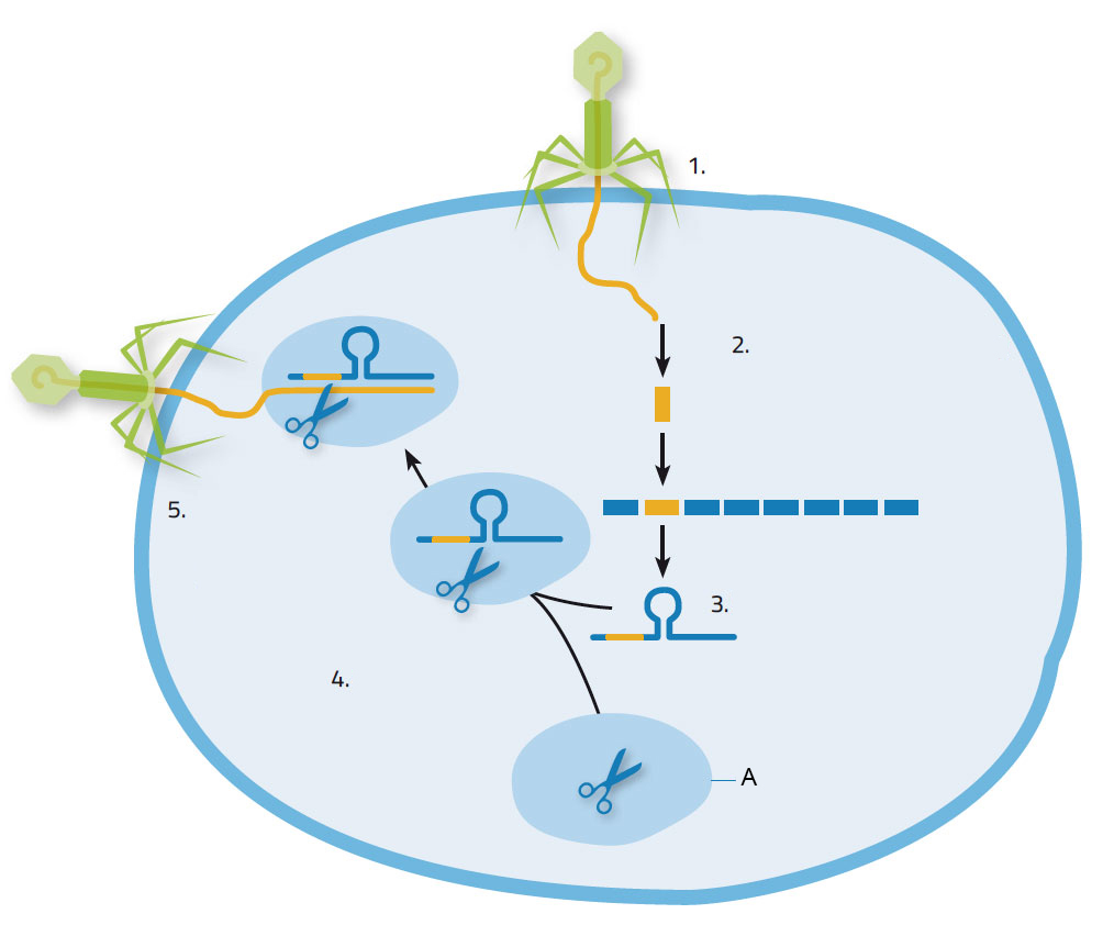 CRISPR-Cas9: the bacterial defence mechanism