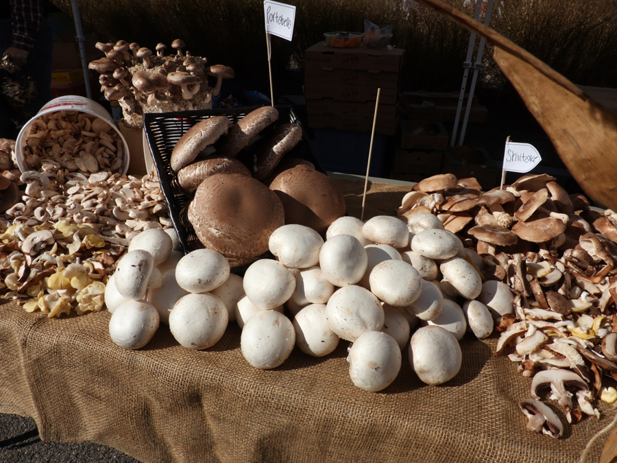 Sciences - Le champignon, matériau de demain