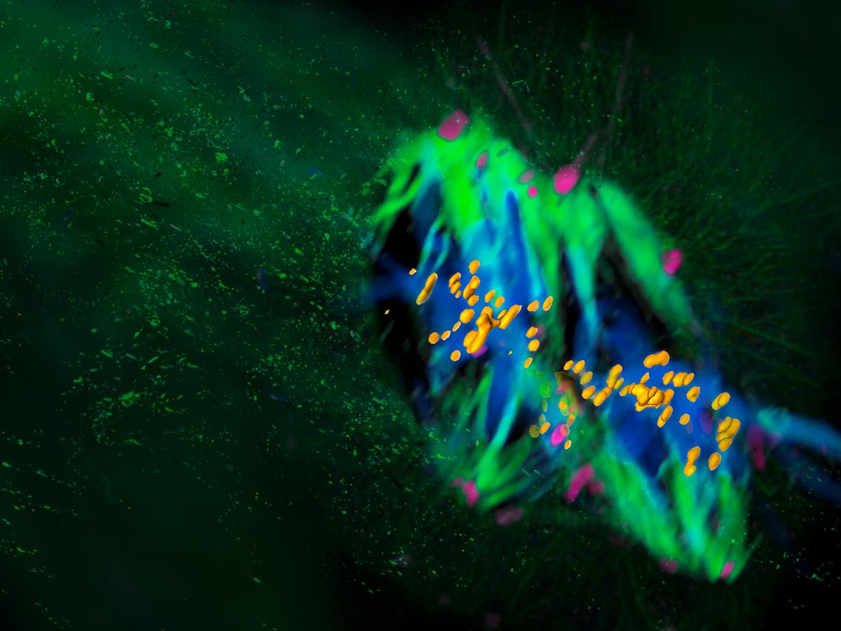 Artistic rendering of the dual spindle in the mammalian zygote