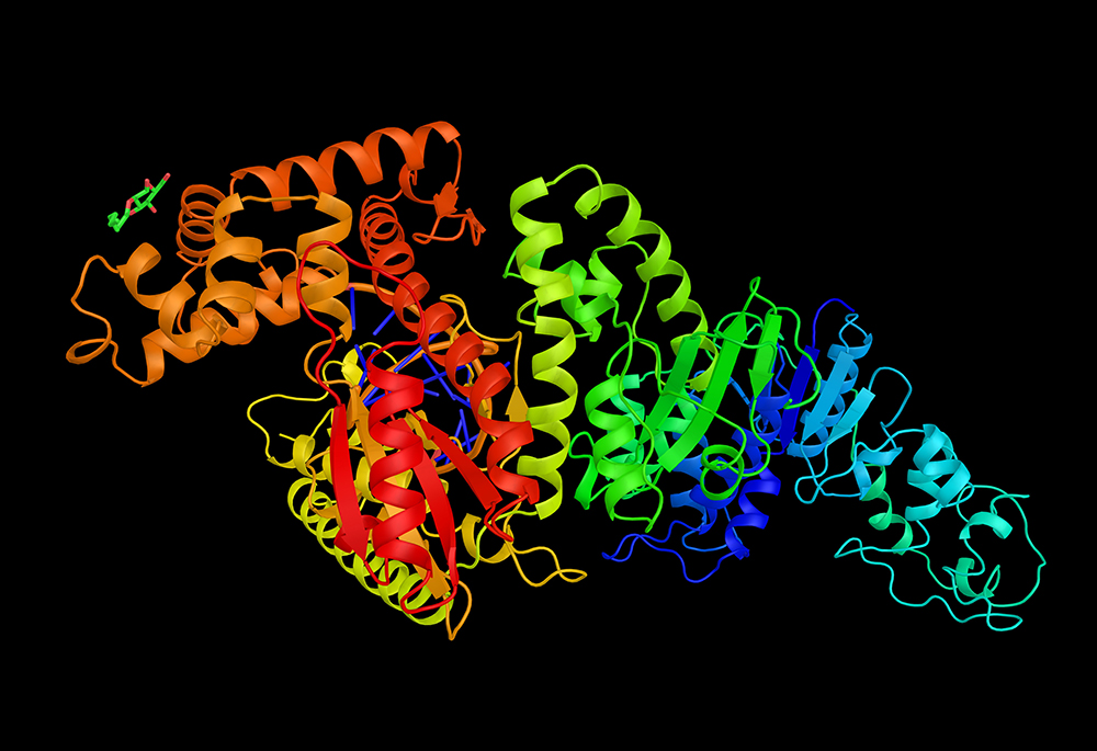 Taq polymerase enzyme