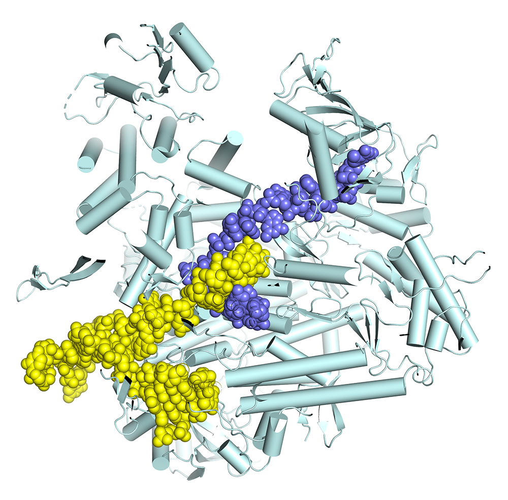 Depiction of influenza polymerase