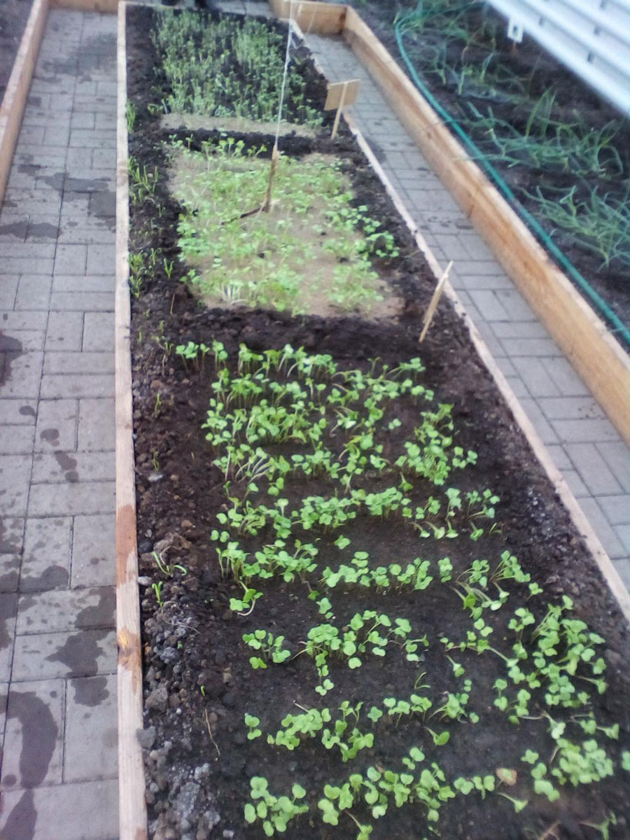 Soil plots: the enriched plots (top) are lighter in colour than the normal plots (bottom).