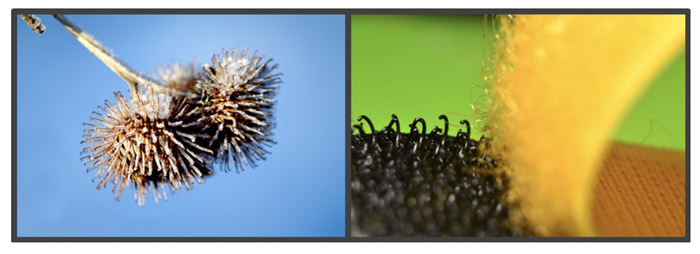 Σύνολο εικόνων που δείχνουν πώς οι αγκιστροειδείς τρίχες των στελεχών κάποιων φυτών αποτέλεσαν έμπνευση για το υλικό Velcro.