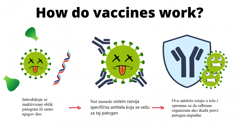 Vakcine sadrže inaktivisani patogen koji ne može izazvati oboljenje ali može podstaći imunski sistem da stvori antitela.