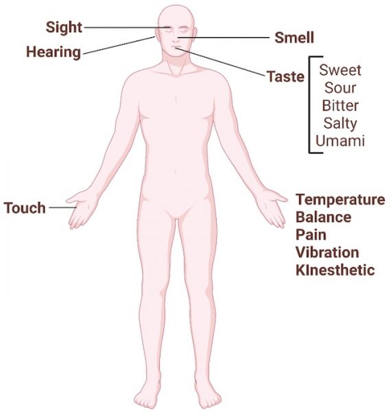 Outline of a human surrounded by labels summarising the human senses.