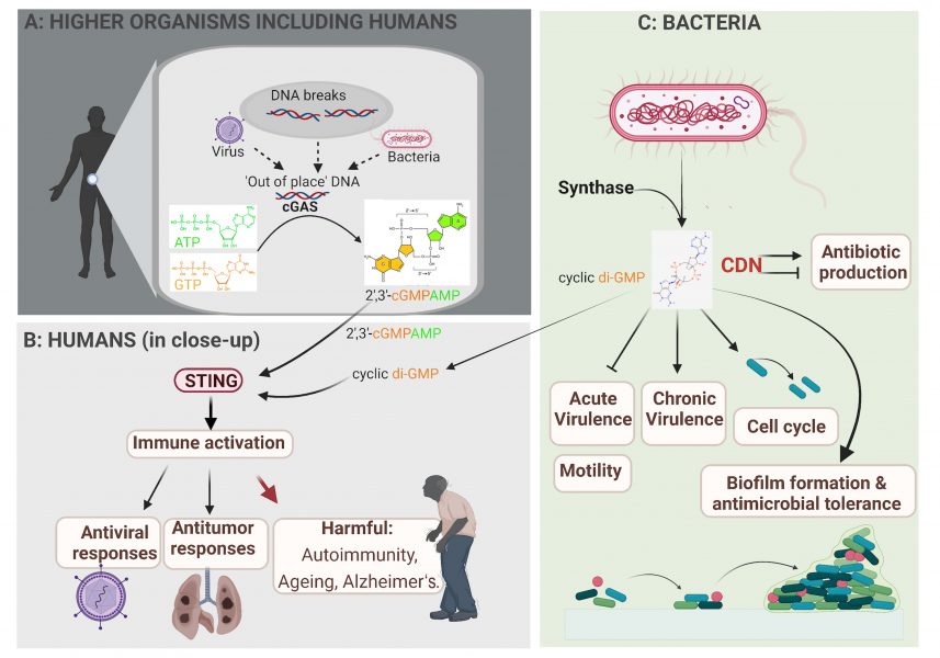 Infographics summarising the biogenesis and physiological function of CDN second messenger signalling pathways in higher organisms.