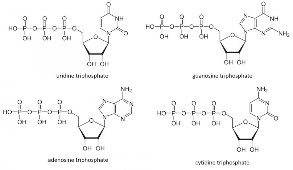 Chemical structures representing molecules of uridine, guanosine, adenosine, and cytidine triphosphate.