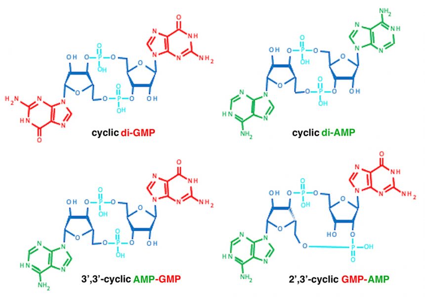 Chemical structures representing molecules of cyclic di-GMP, cyclic di-AMP, 3’,3’-cyclic AMP-GMP, and 2’,3’-cyclic GMP-AMP.