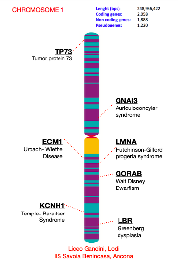 La ubicación de los genes anotados se muestra en el cromosoma 1 