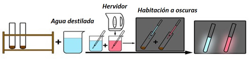 Los pasos finales de la actividad 2 cuando la reacción de luminiscencia es activada 