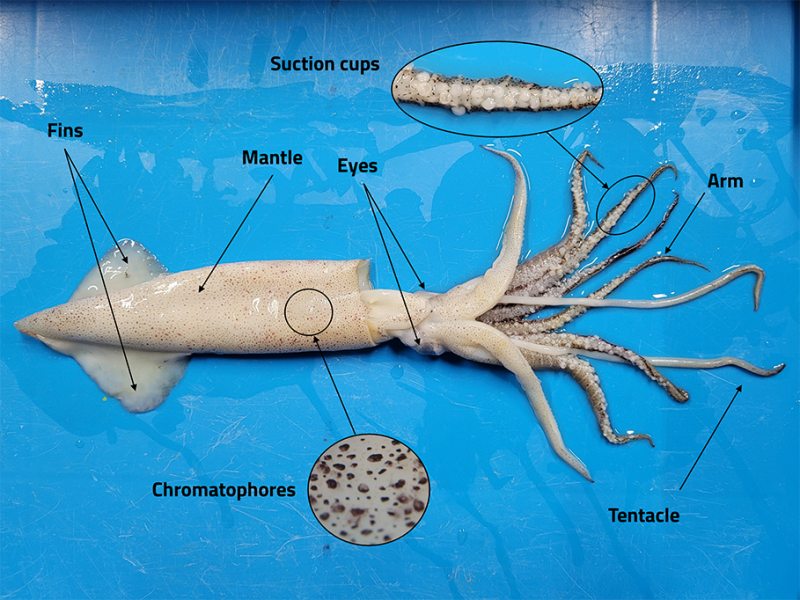 A squid lays on a table. Arrows point to features like fins, mantle, eyes, tentacles and arms. Zoomed chromatophores on the mantle and suction cups on the arms are shown