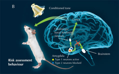 A Neural Switch For Fear Science In School A Neural Switch For Fear Science In School