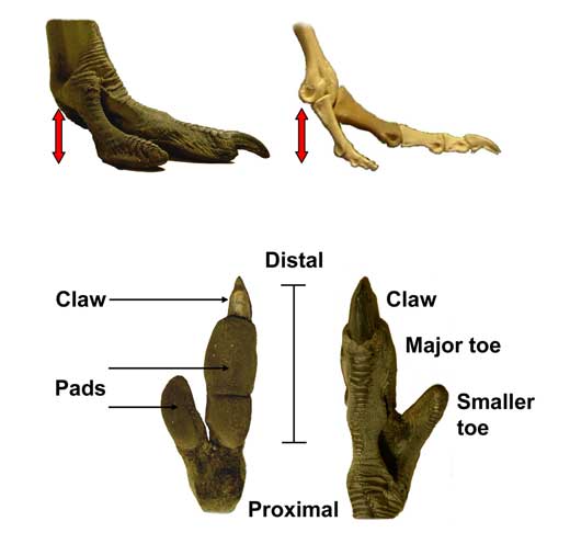 Подошвы лап. Анатомия стопы страуса.