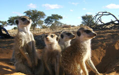 issue10meerkats