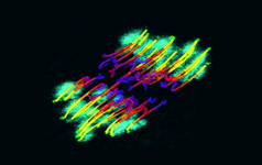 issue25meiosis