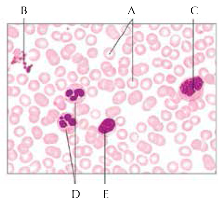 blood cells