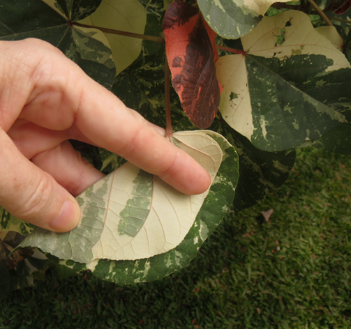 folded leaf