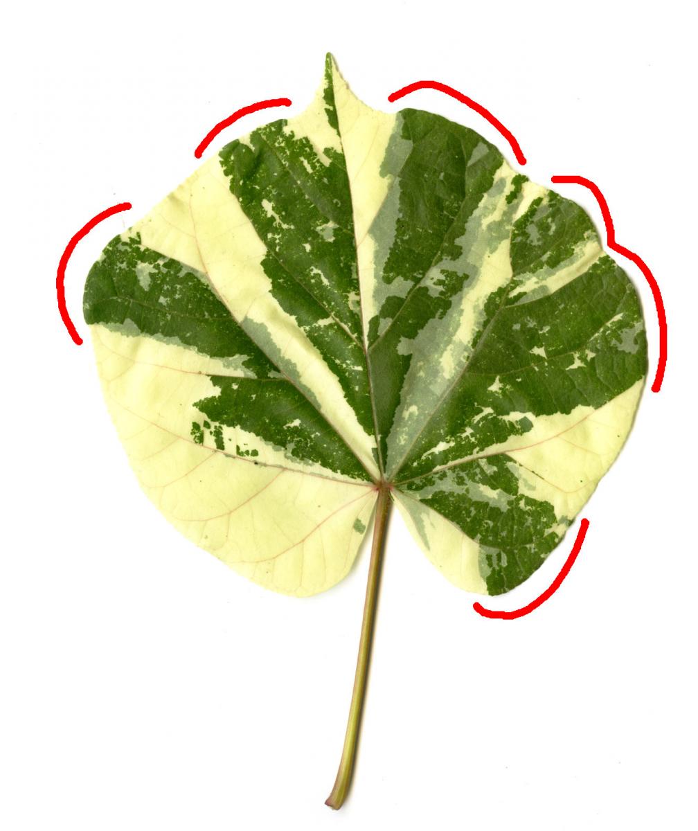 leaf