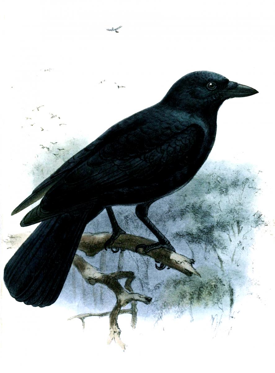 crow