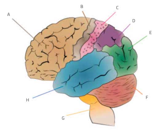 Different stimuli are processed by different parts of the brain.