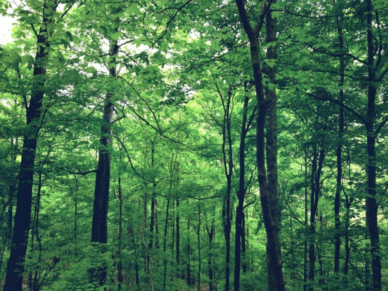 A world without trees Science in School