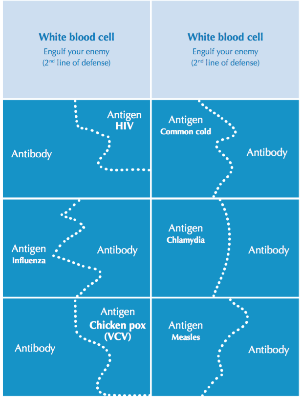 immune system presentation ideas