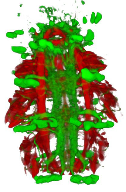 A 3-day-old larva of Platynereis: muscles are shown in red and the nervous system in green.