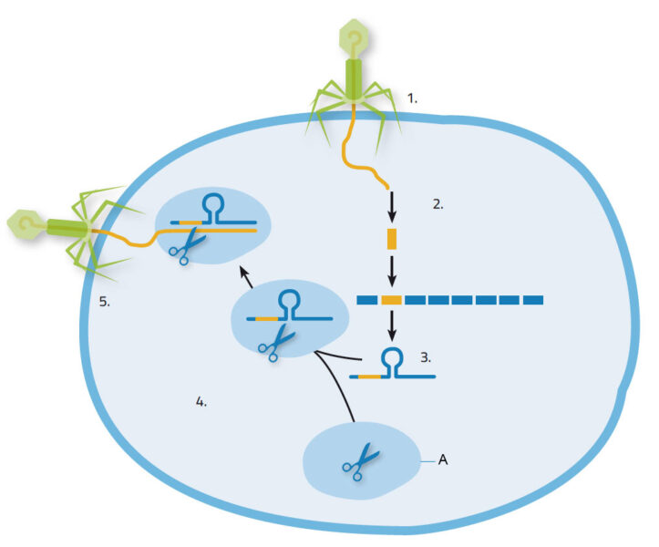 Faster, cheaper, CRISPR the new gene technology revolution Science