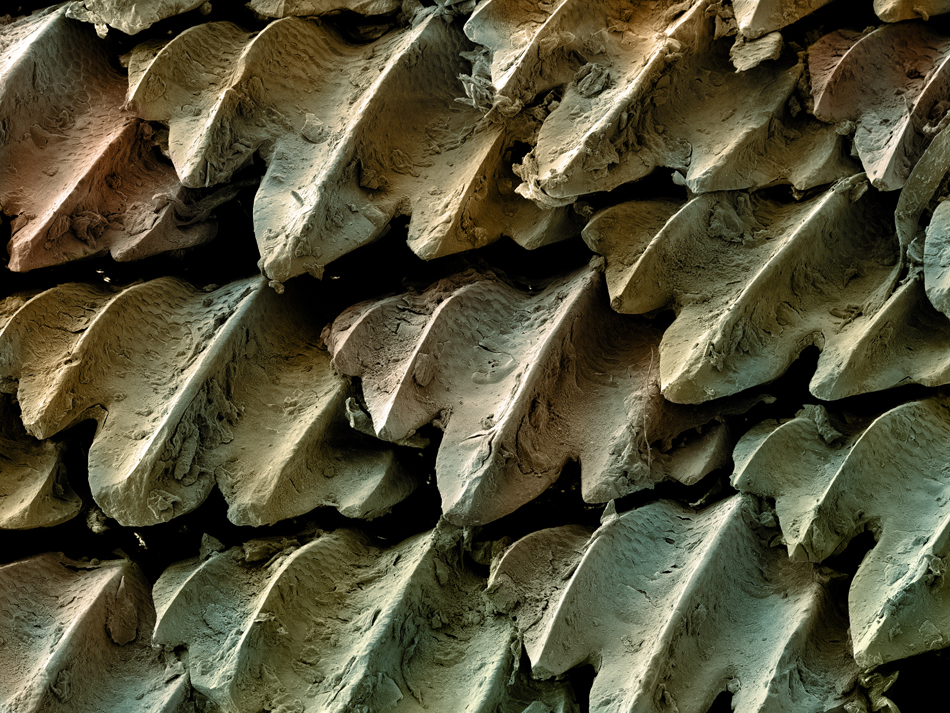 What Is Shark Skin Like What Is Shark Skin Like