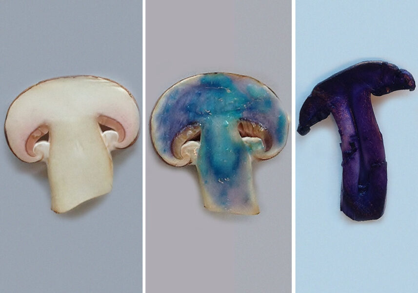 Natural experiments chemistry with mushrooms Science in School