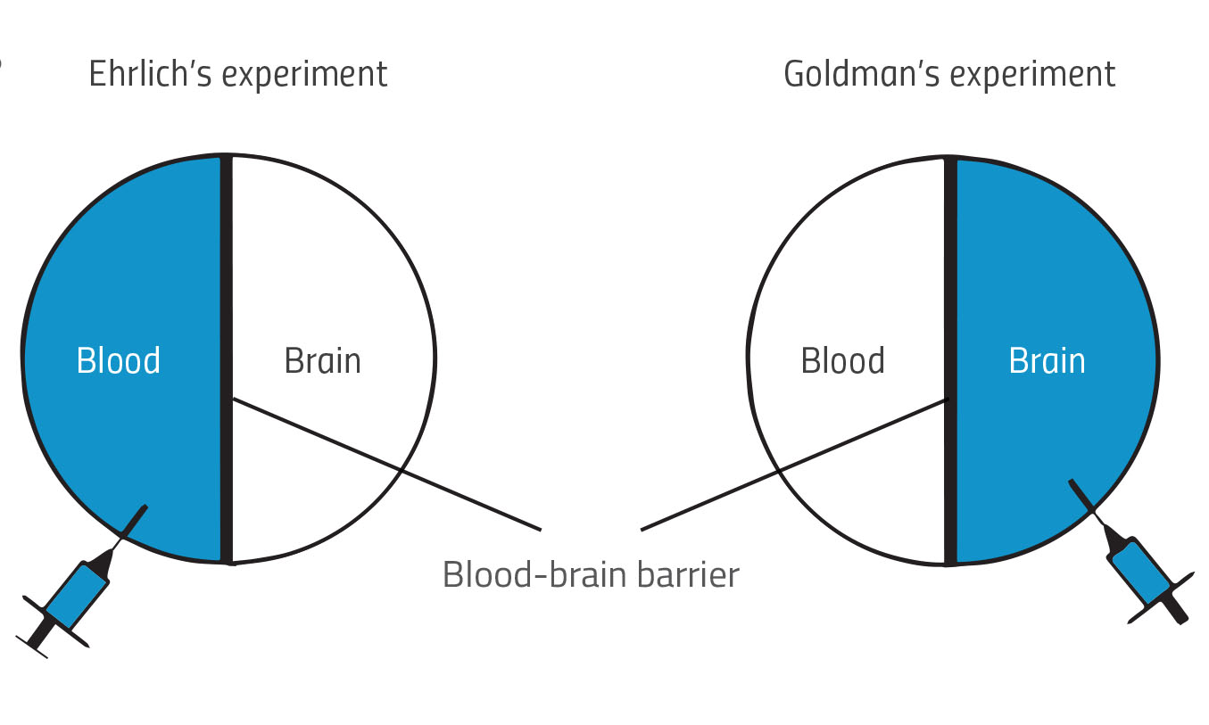 Guardian of the brain the bloodbrain barrier Science in School
