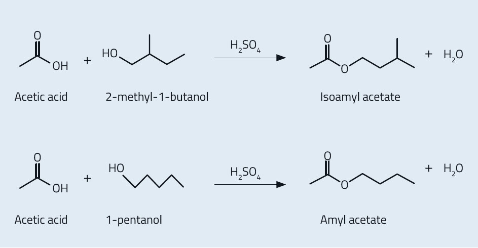et l’acétate d’amyle (en bas) Sacha Glardon Acetic acid: Acide acétique; 2-methyl...