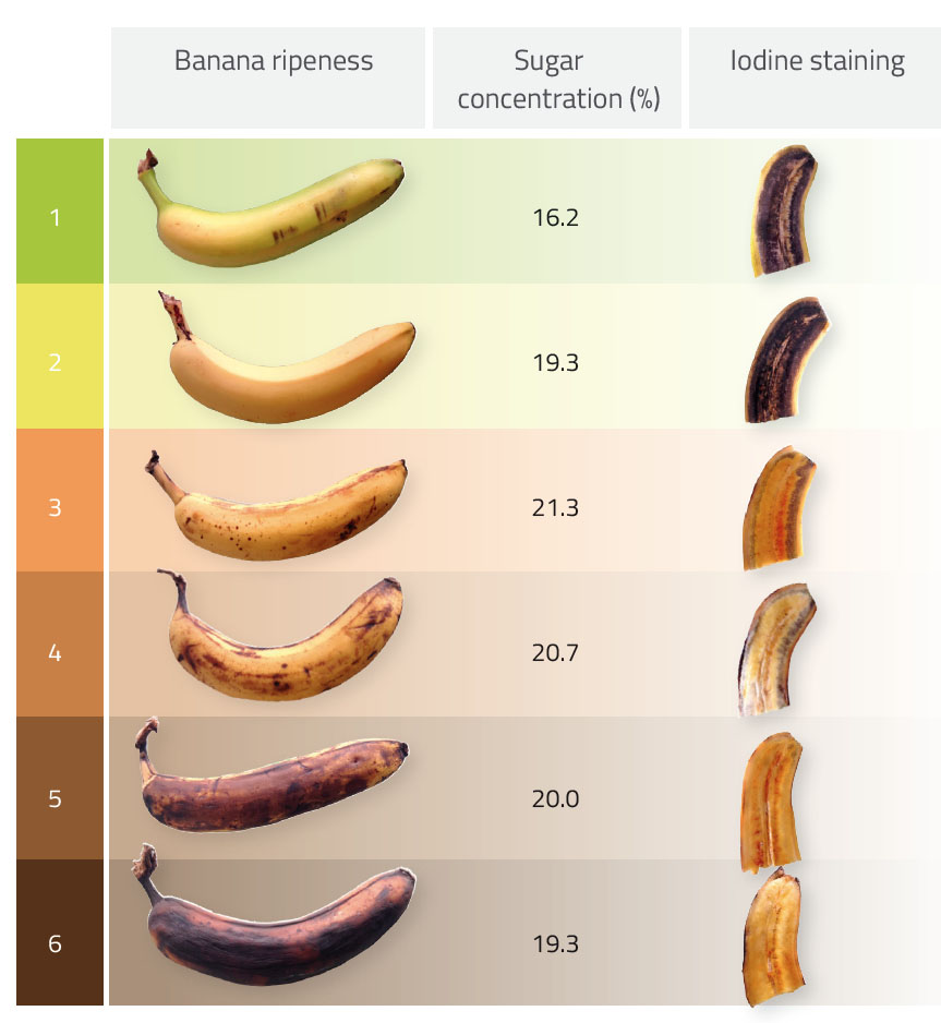 Comment éviter que les bananes noircissent ?