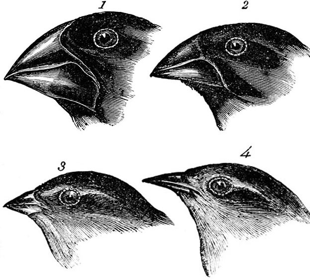 Форма и строение клюва птиц. Галапагосские вьюрки Дарвина. Галапагосские вьюрки клювы. Эволюция Галапагосских Вьюрков. Дарвиновы вьюрки.