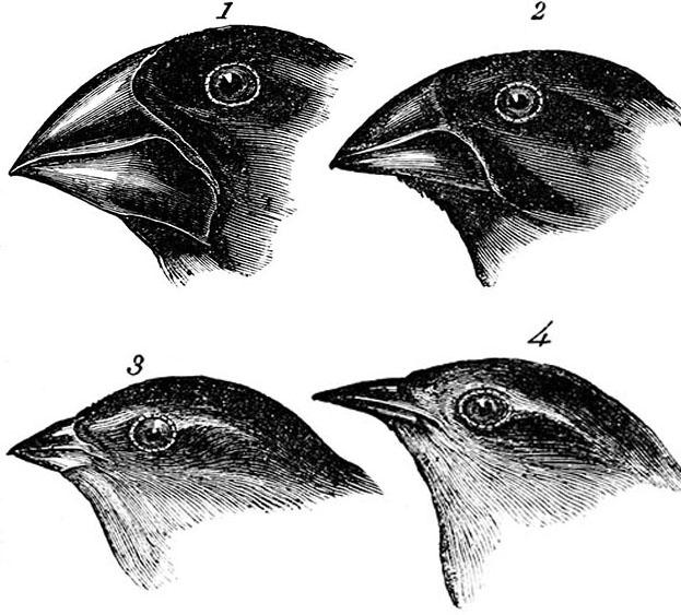 Клюв у птиц это. Галапагосские вьюрки Дарвина. Галапагосские вьюрки клювы. Эволюция Галапагосских Вьюрков. Дарвиновы вьюрки.