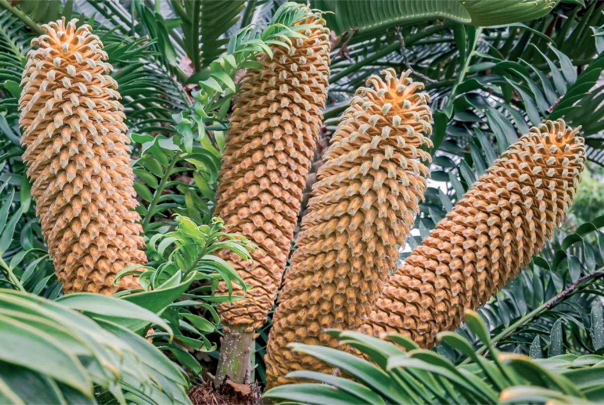 The Eastern Cape giant cycad, endemic to South Africa