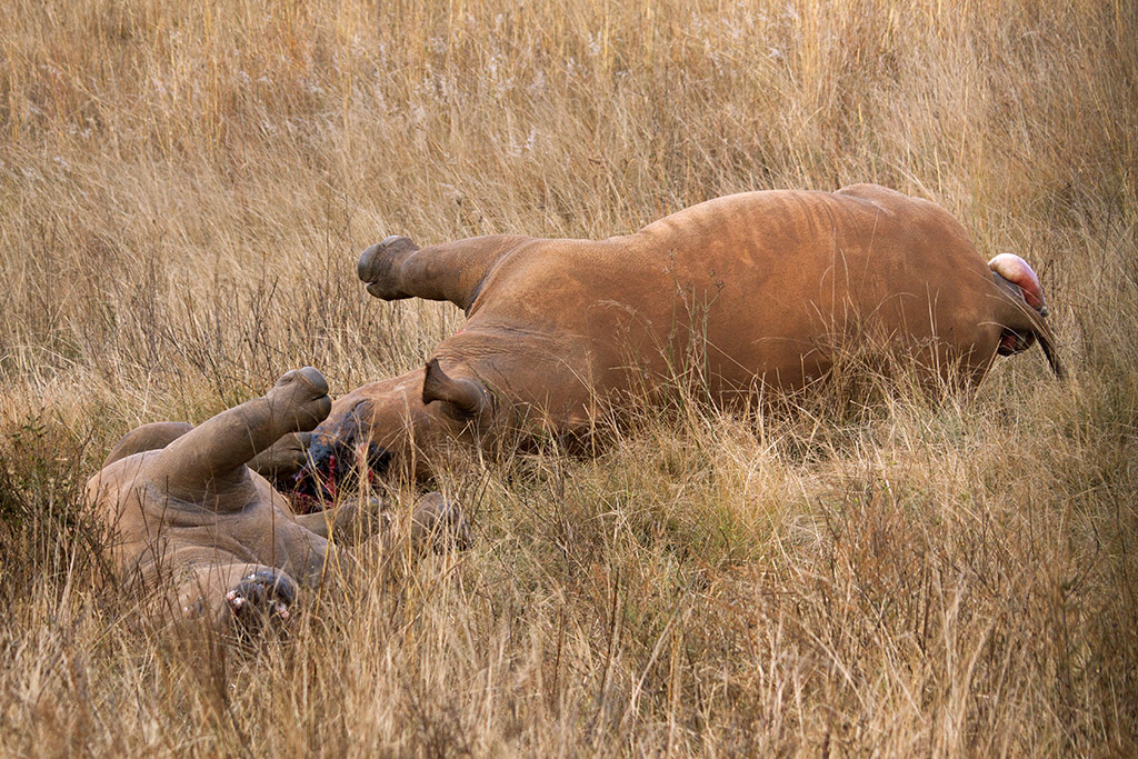 A mother and calf killed for their horns in Gauteng, South Africa