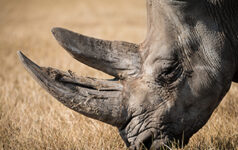 issue45_rhinos_teaser