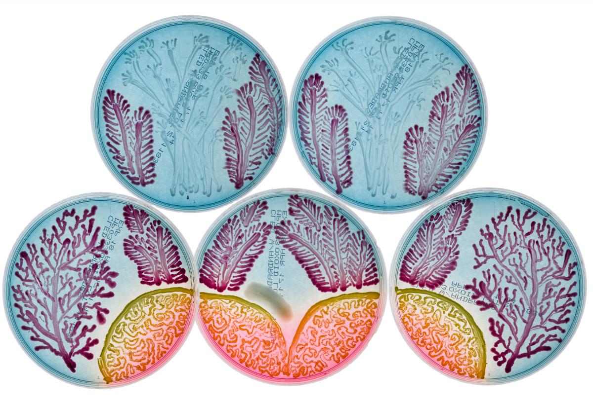 Agar art