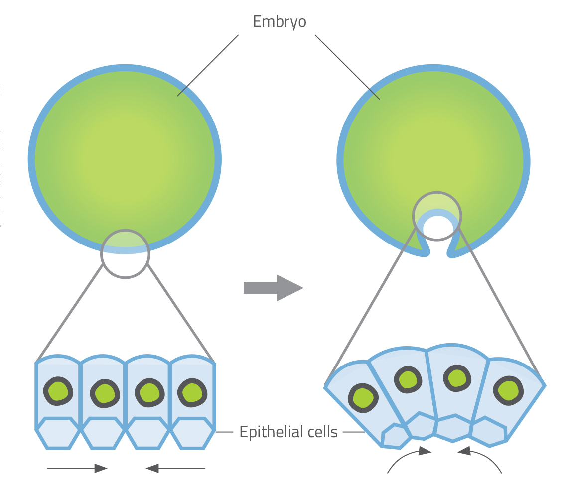 Gastrulation in fruit fly embryos
