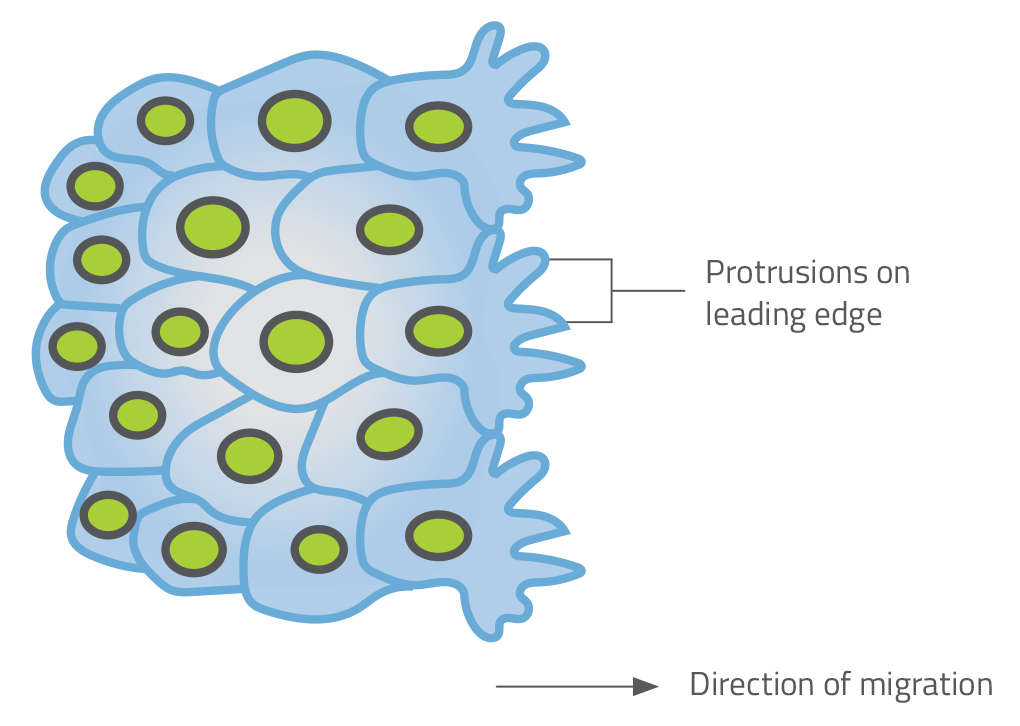 Migrating cell cluster in zebrafish