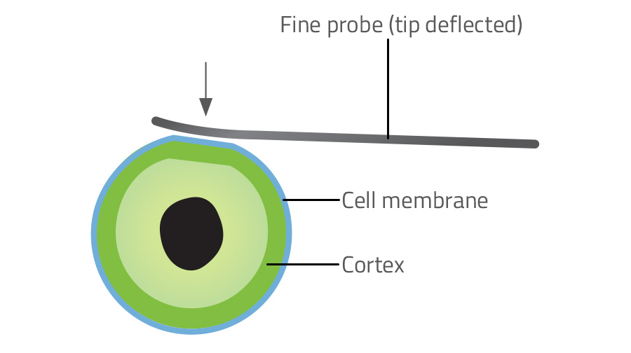 Atomic force microscopy