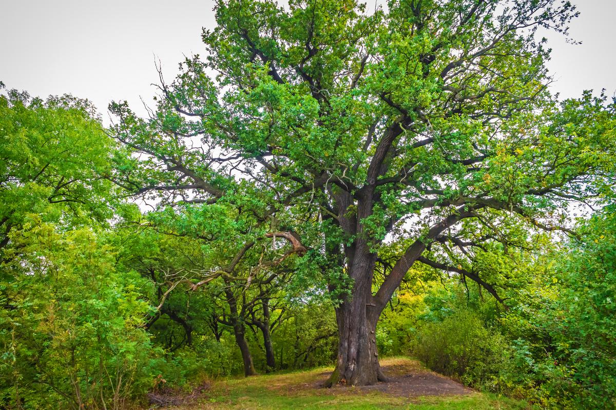 Oak tree (Quercus)