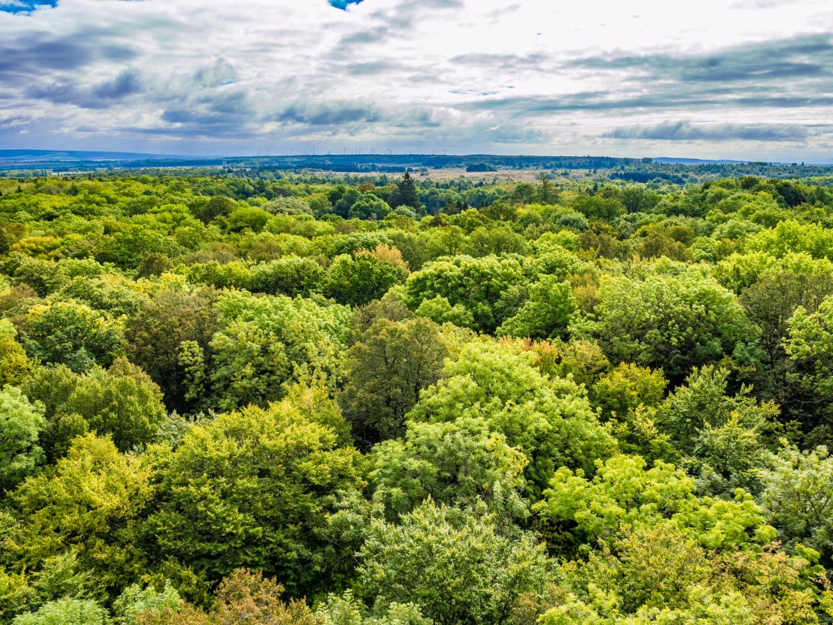 Primeval beech forest canopy