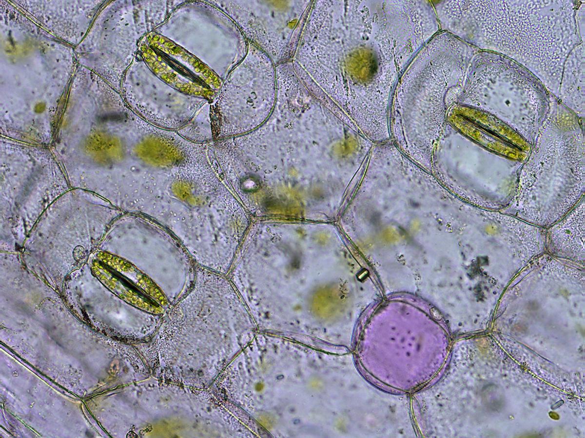 Stomata on leaf surface