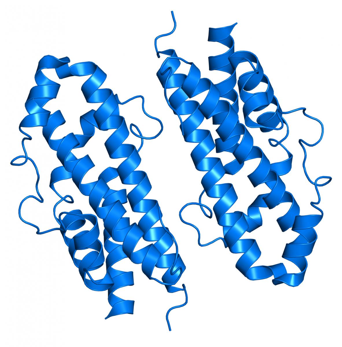 Molecular structure of somatotropin