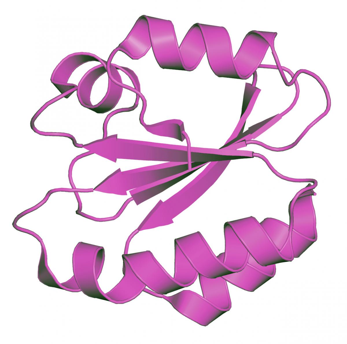 Molecular structure of thioredoxin