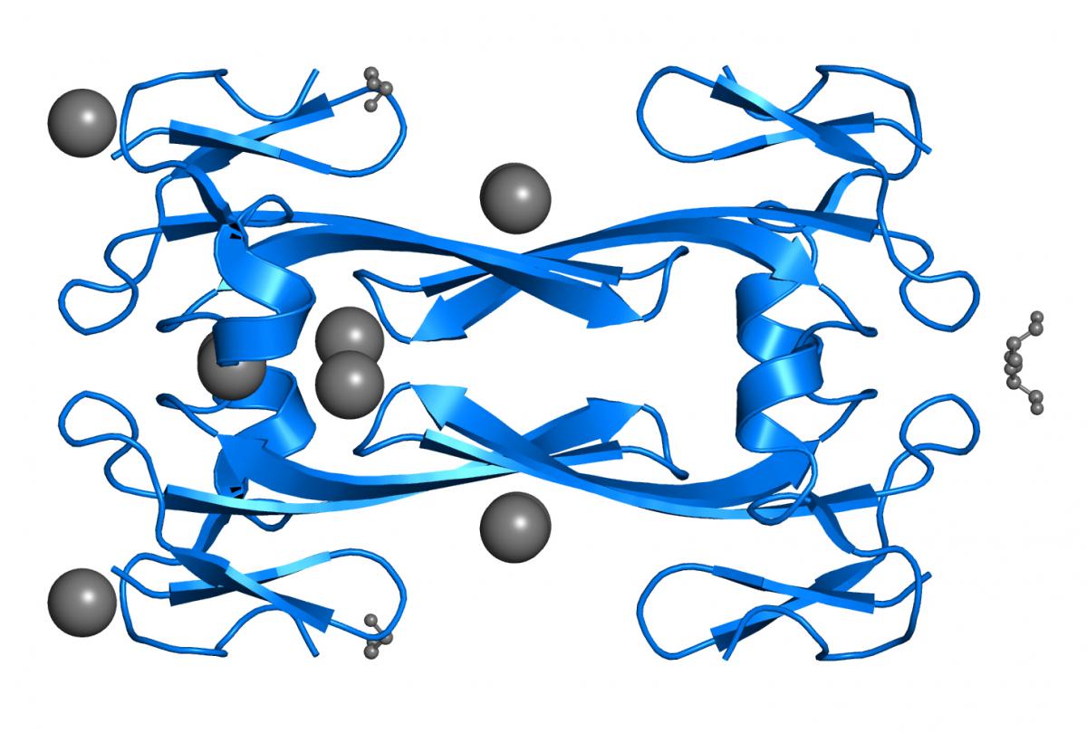 Molecular structure of mambalgin-1