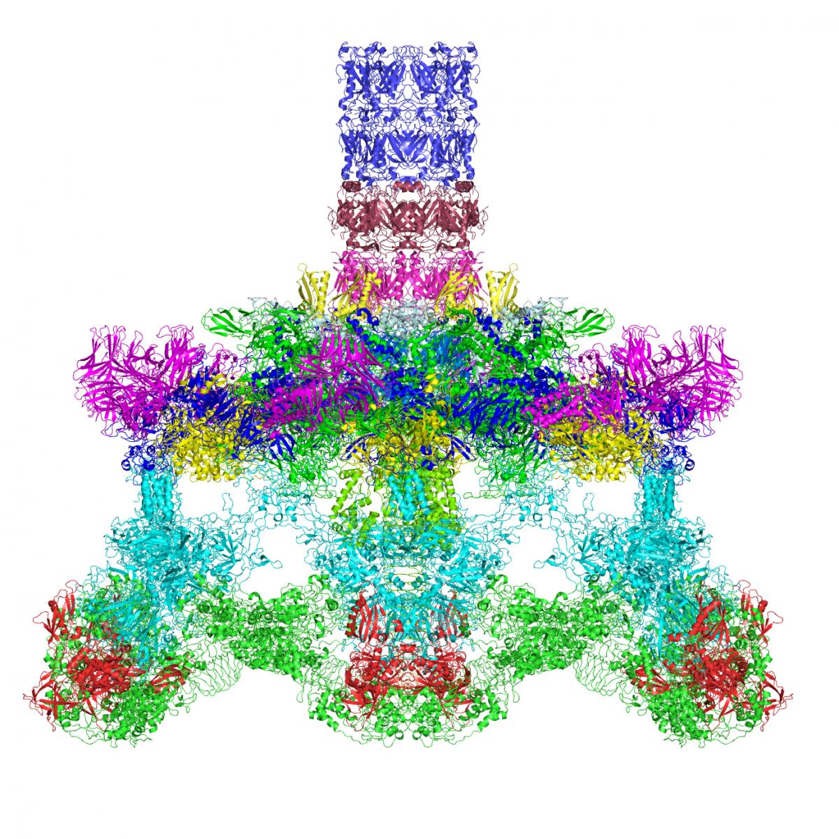 Molecular structure of a T4 bacteriophage baseplate
